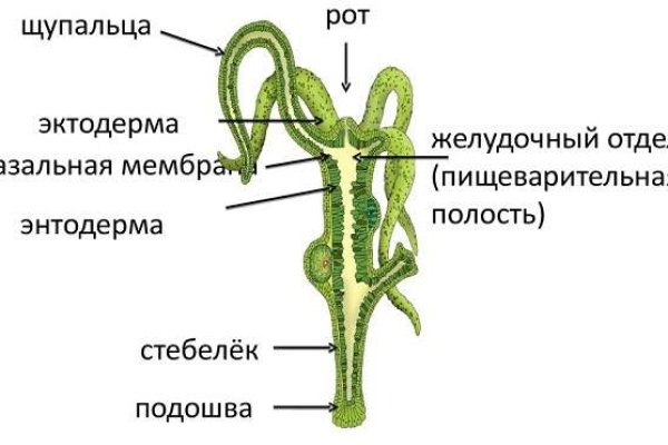 Мега кракен